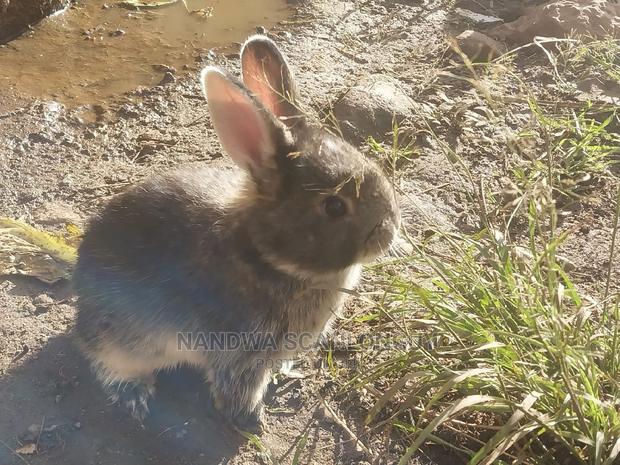 Hybrid Rabbits Available.Call - thumbnail 12