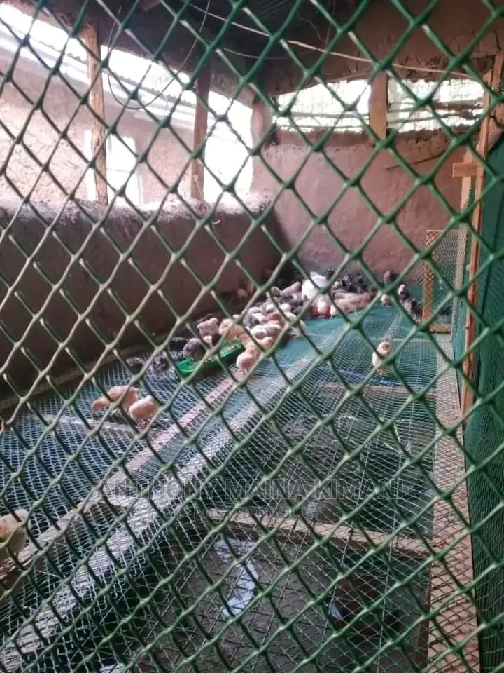 Plastic Mesh