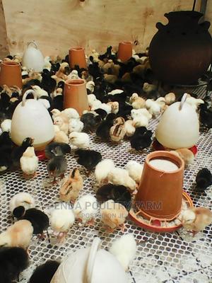 2 Weeks Old Kuroiler Chicks - thumbnail 2