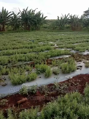 Mulch Film