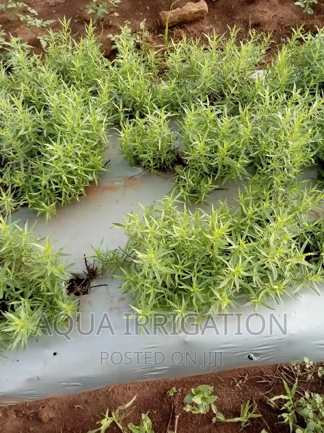 Mulch Film