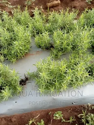 Mulch Film