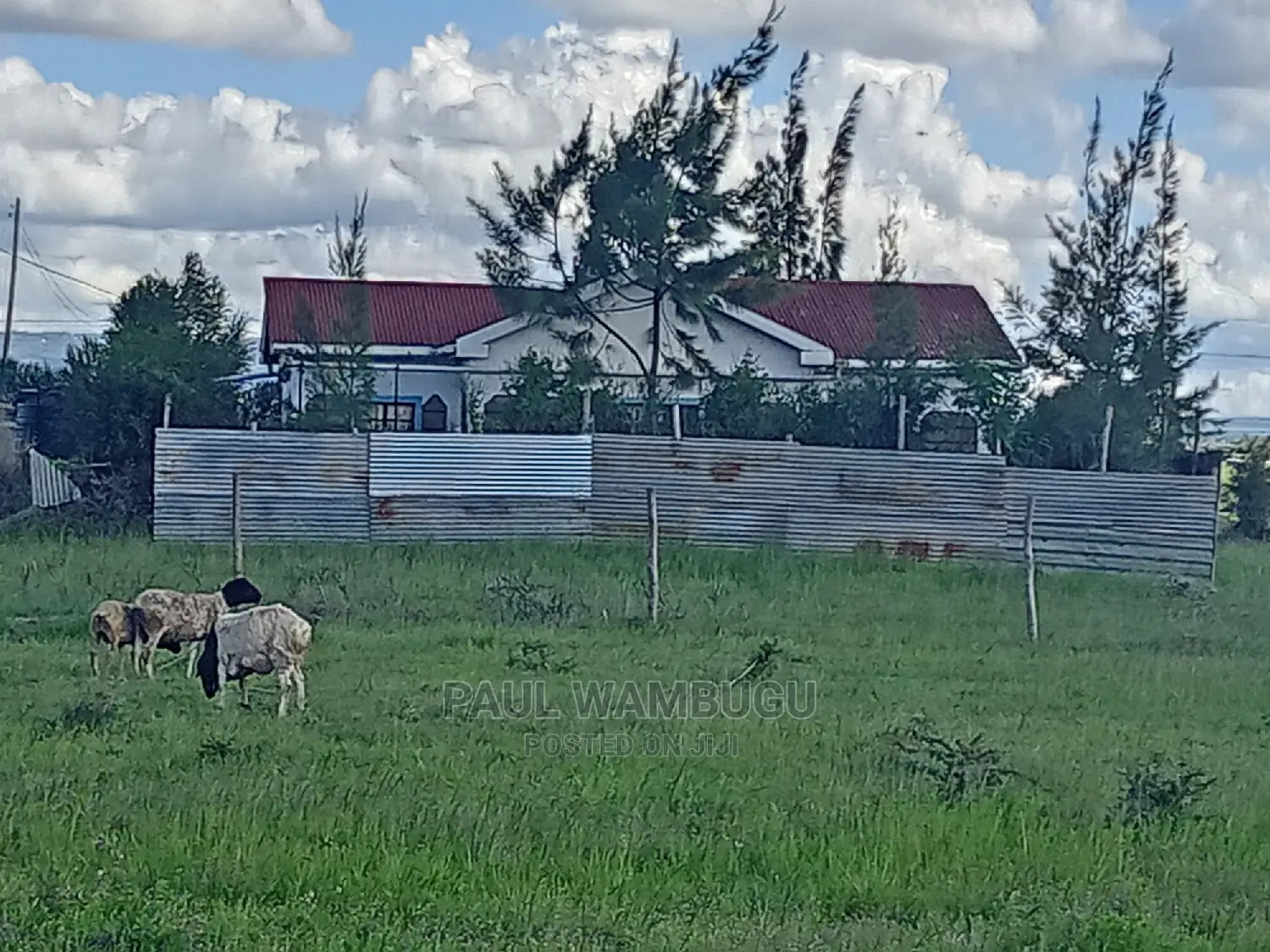Plot at Kantafu Kwa Kuku