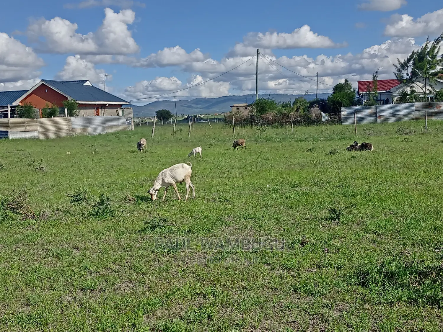 Plot at Kantafu Kwa Kuku