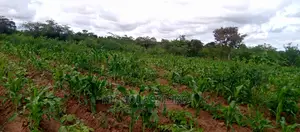 Developed Land for Settlement.