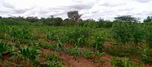 Developed Land for Settlement.
