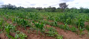 Developed Land for Settlement.