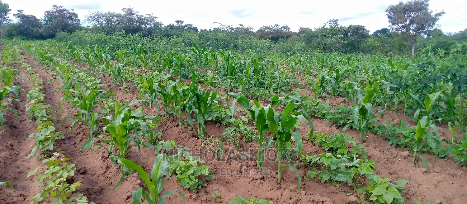 Developed Land for Settlement.