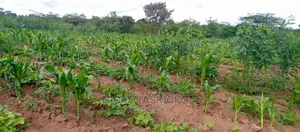 Developed Land for Settlement.
