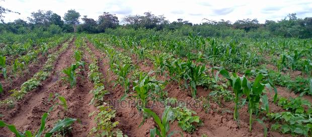 Developed Land for Settlement. - thumbnail 6