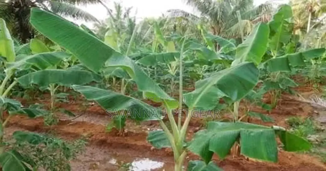 Tissue Culture Banana Seedlings