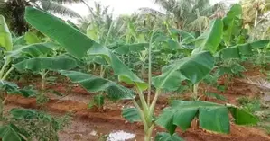 Tissue Culture Banana Seedlings