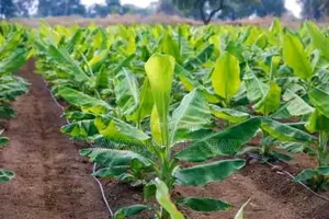 Tissue Culture Banana Seedlings