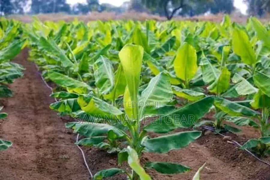 Tissue Culture Banana Seedlings