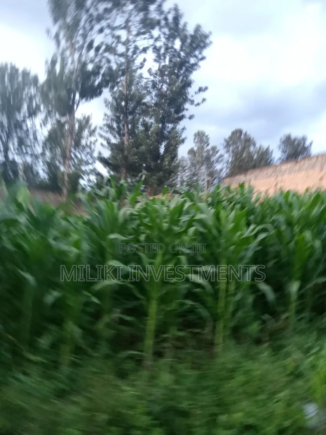 50 by 100 Plot at Kamahuha