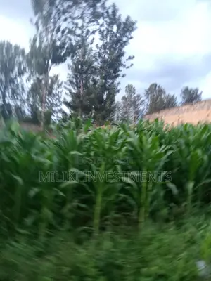 50 by 100 Plot at Kamahuha