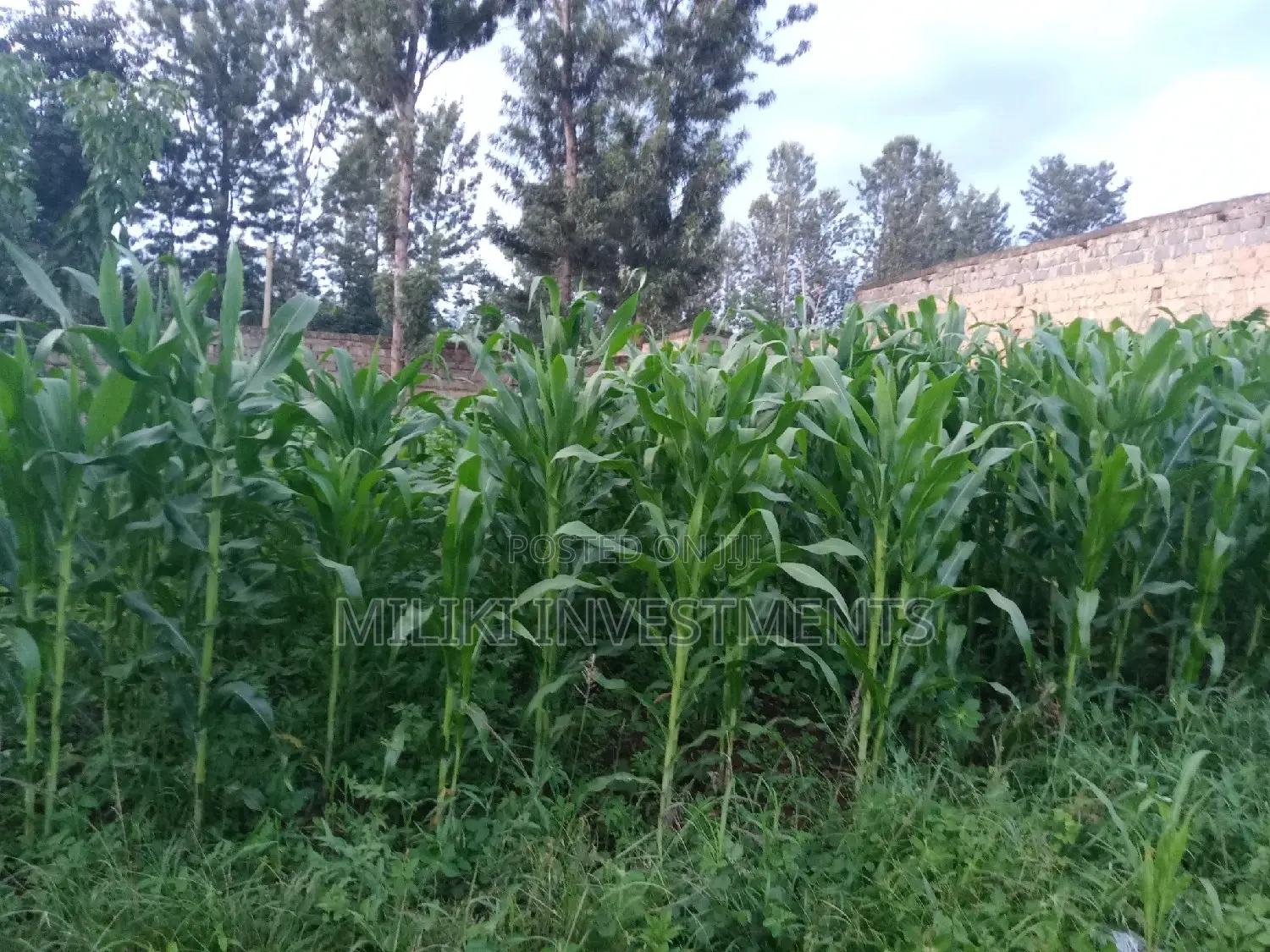 50 by 100 Plot at Kamahuha