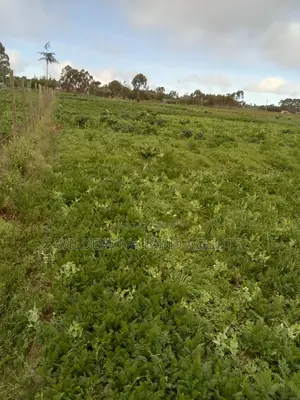 50*100 Plots on Sale at Magumu Kinangop