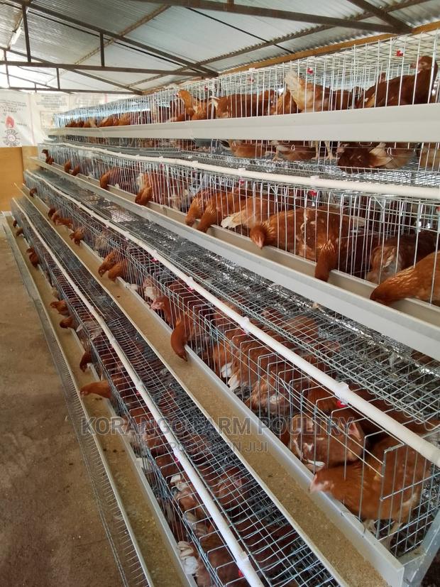 Battery Cages 128 Birds - main view