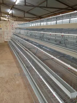 Battery Cages 128 Birds