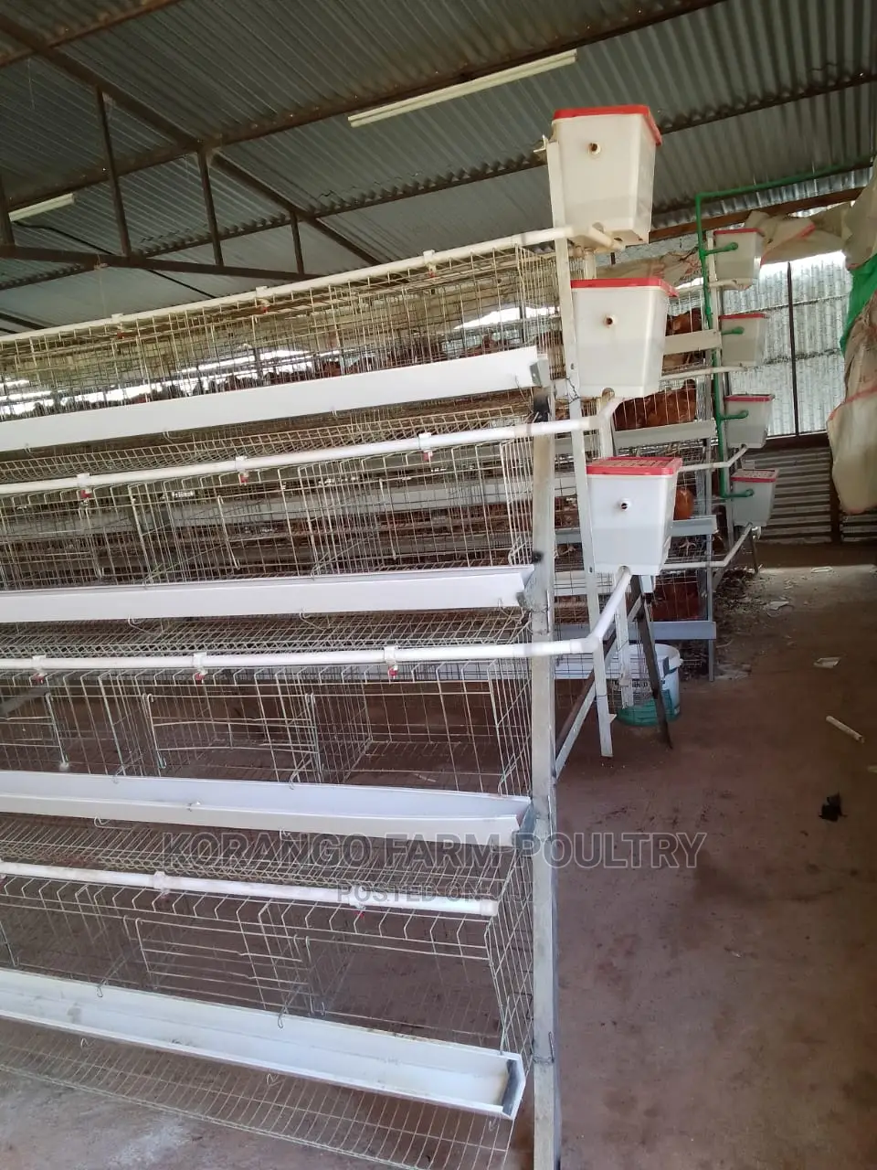 Battery Cages 128 Birds