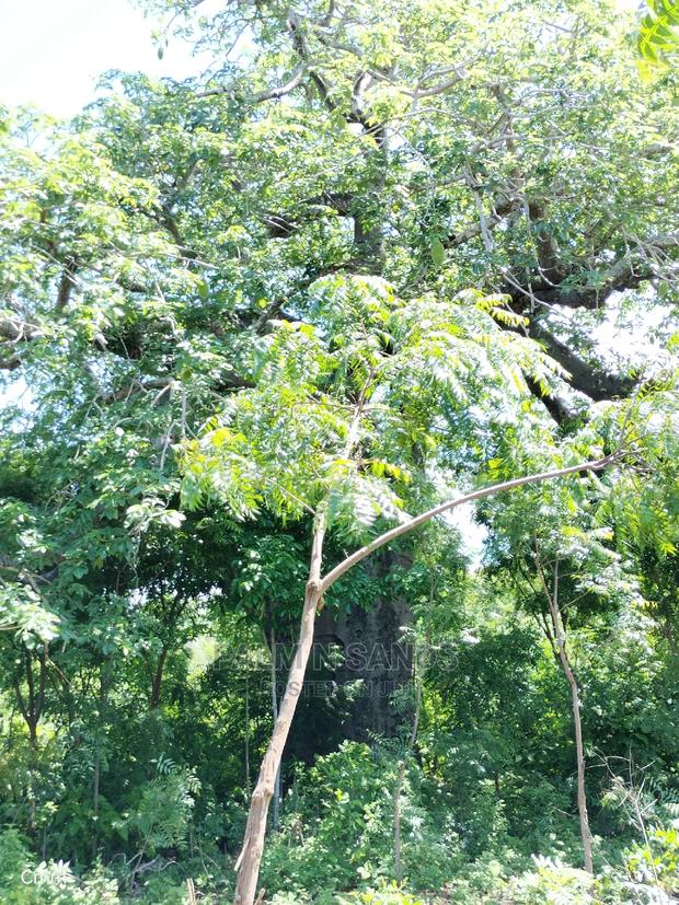 Diani Half Acre Prime Plot - thumbnail 6