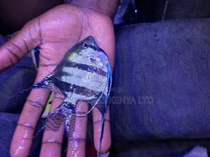 Hand Size Angel Fish , Aquarium Fish - thumbnail 2