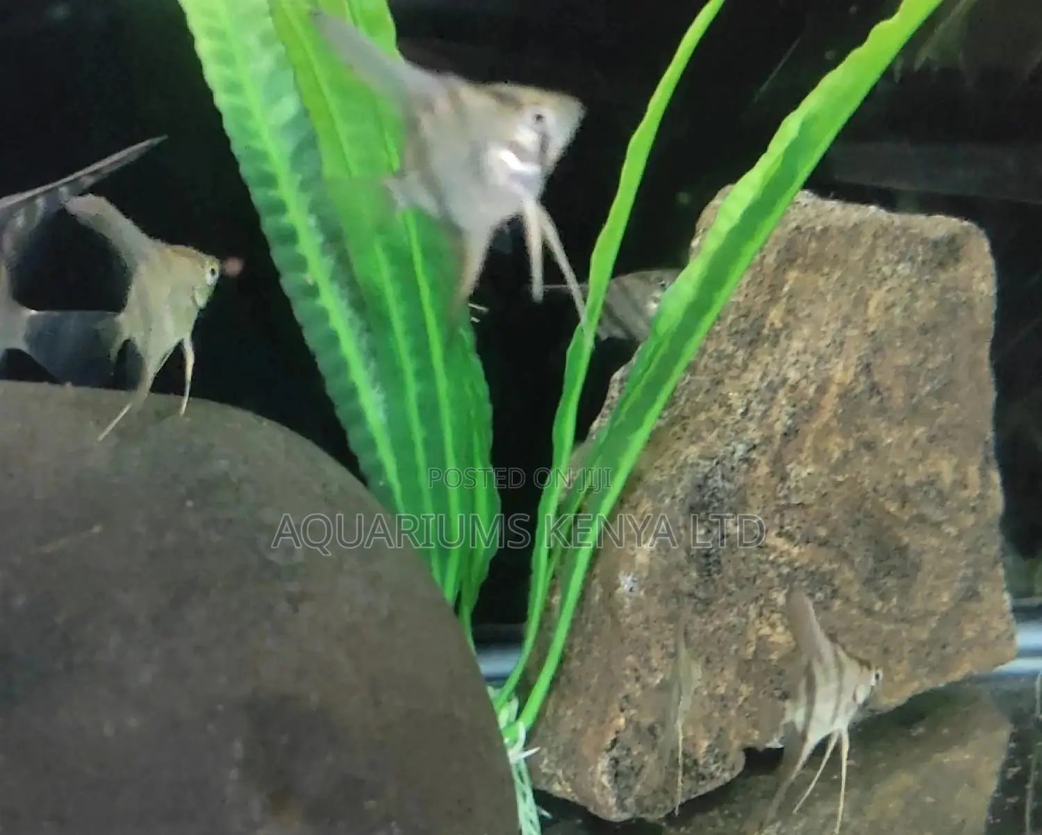 Small Sized Angelfish , Aquarium Fish