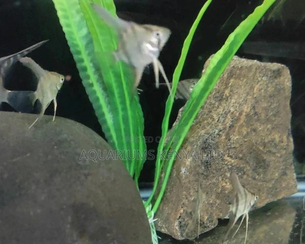 Small Sized Angelfish , Aquarium Fish - main view