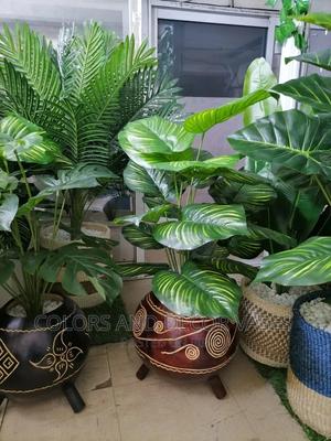 Plants and Calabashes - thumbnail 2