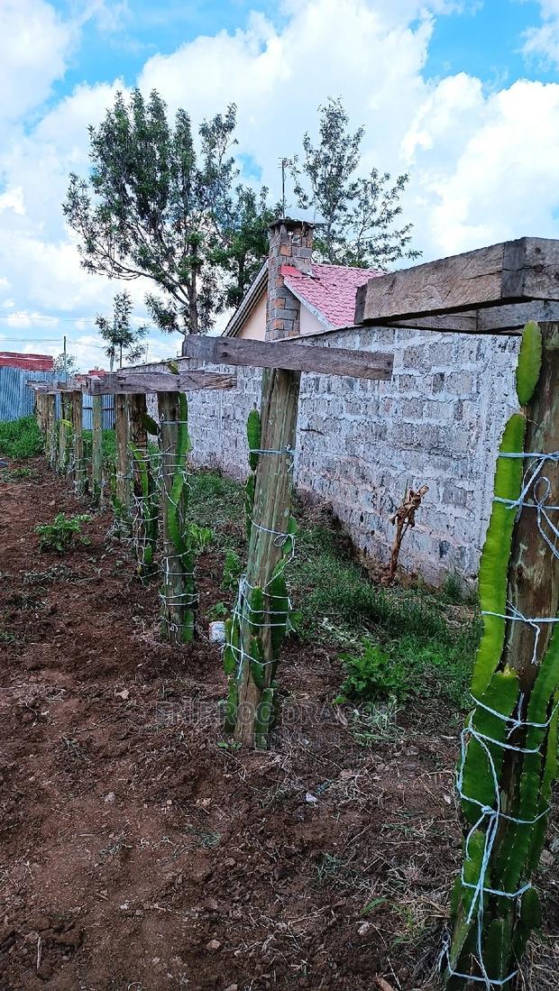 Moroccan Red Dragon Fruits Cuttings - thumbnail 8