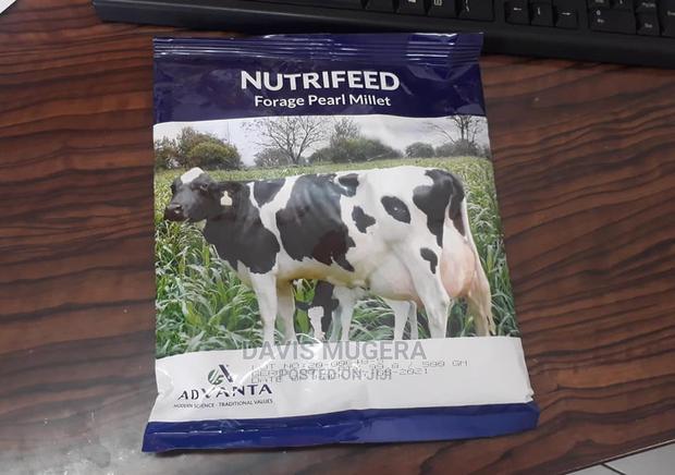 Nutrifeed Forage Pearl Millet - 1kg - thumbnail 5