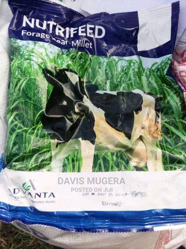 Nutrifeed Forage Pearl Millet - 1kg - main view