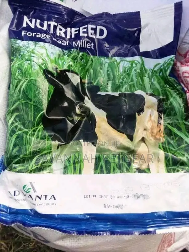 Nutrifeed Forage Pearl Millet - 1kg