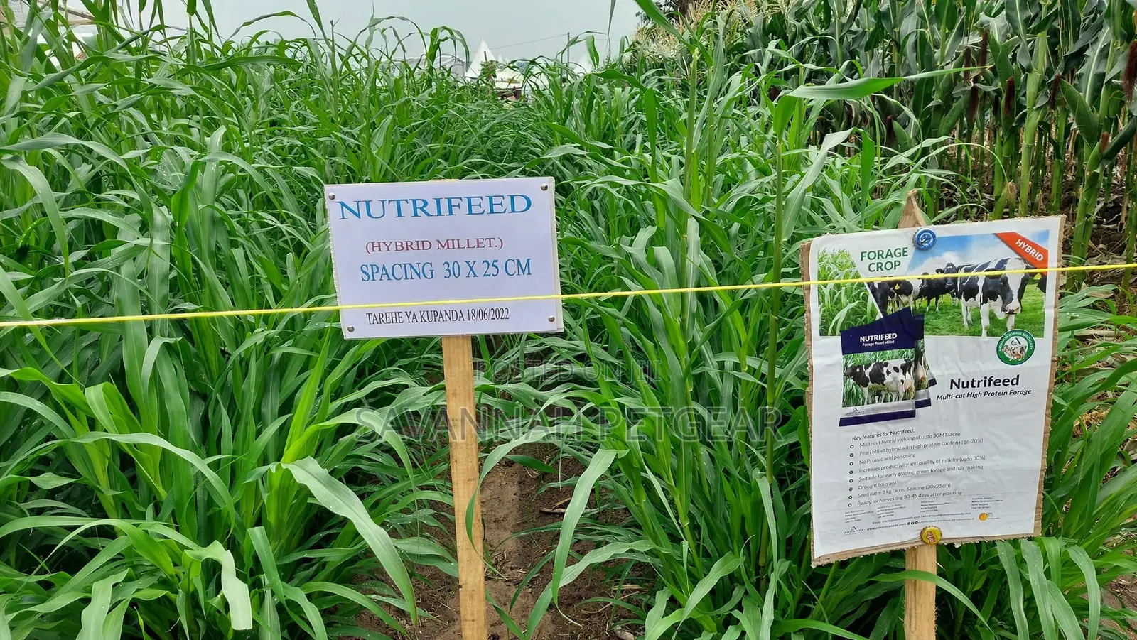 Nutrifeed Forage Pearl Millet - 1kg