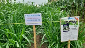 Nutrifeed Forage Pearl Millet - 1kg
