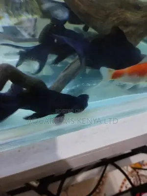 Blackmoores Aquarium Fish, Goldfish Fish