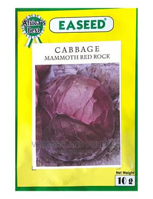 Mammoth Red Rock Cabbage Seeds - main view