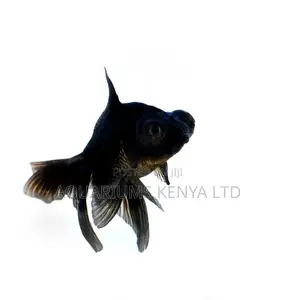 Funtail Blackmoor Aquarium Fish, Goldfish