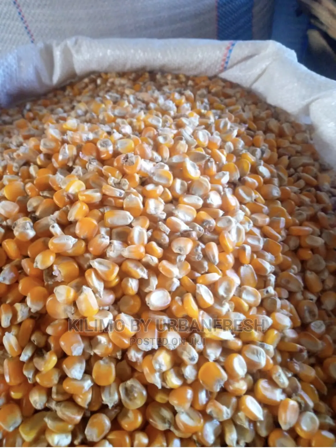 Yellow Maize for Silage Fodder 10kg.