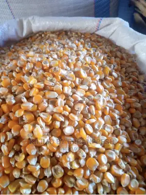 Yellow Maize for Silage Fodder 10kg.