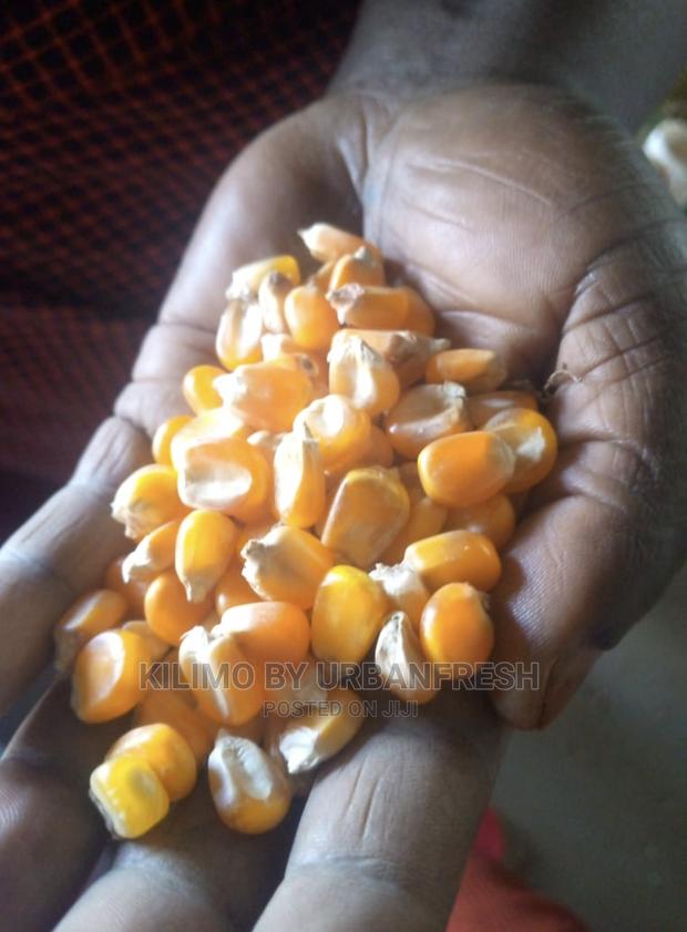 Yellow Maize for Silage Fodder 10kg. - thumbnail 6