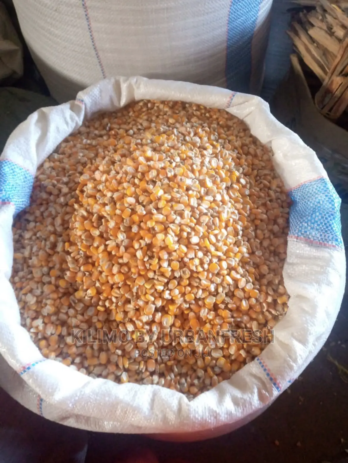 Yellow Maize for Silage Fodder 10kg.