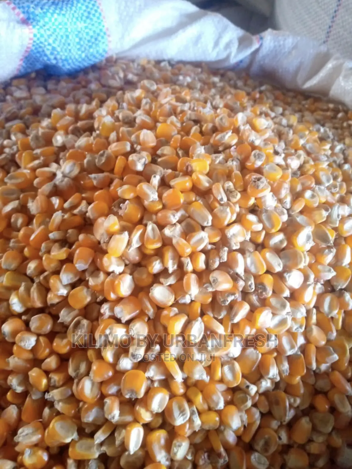 Yellow Maize for Silage Fodder 10kg.