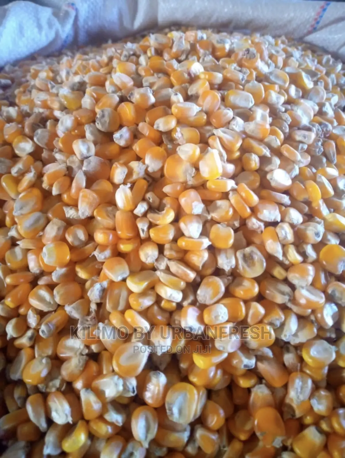 Yellow Maize for Silage Fodder 10kg.