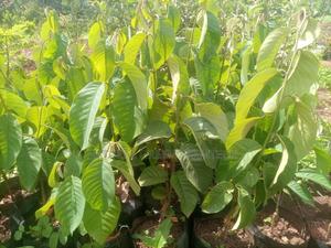 Grafted Custard Apple Fruit Seedlings - thumbnail 2