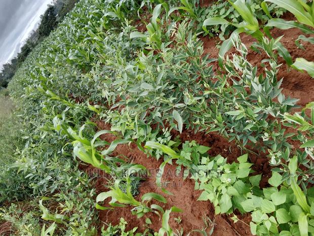 1.25 Acres at Iani, Machakos,6km FRM Machakos Town.