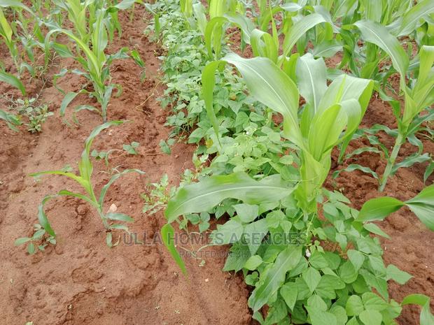 1.5 Acres at Mangauni, Machakos.700metres From Tarmac Road
