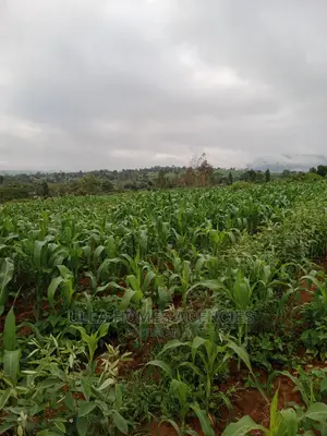Quater Acre at Miwani Kimutwa, Machakos,Near Miwani Pri School