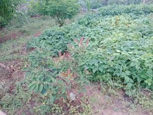 5 Acres at Makaveti,Machakos,2km From Tarmac - thumbnail 2